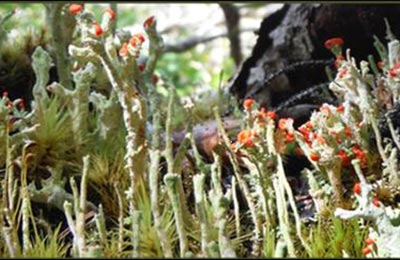 Lichen Landscape NL NCC Custom