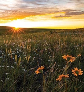 Old Man on His Back Prairie Heritage and Conservation Area, SK (Photo by Jason Bantle)