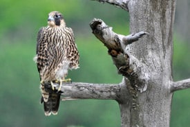 Peregrine Falcon Crtm Thumb