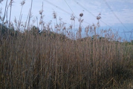 Phragmites Patch In Ontario Megan Quinn Thumb