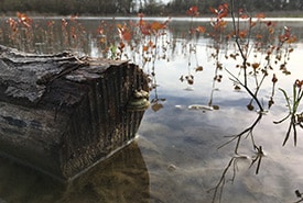 Restored Wetland Pelee On Ncc Thumb