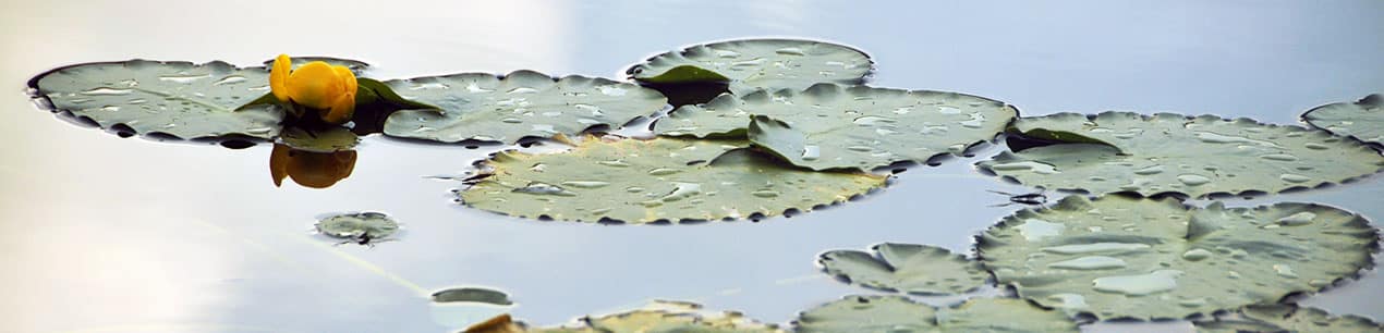 Water Lilies