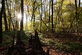 Backus Woods, ON (Photo by Marc-Andre Bonami)