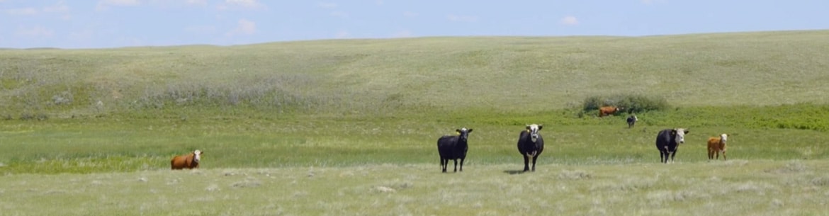 Cattle At Val Marie Pasture In Saskatchewan Gabe Dipple Sm Banner