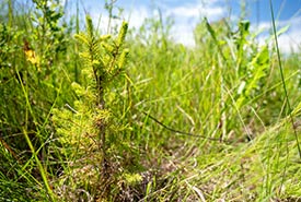 Spruce seedling at Golden Ranches, AB (Photo Sean Feagan/NCC)