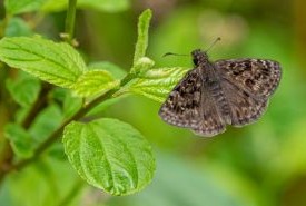 Mottled duskywing (Photo by Mhairi McFarlane)