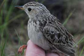 OMB Sprague S Pipit In Hand Dr Steve Zack Thumb (1)