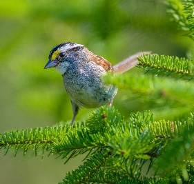 Sparrow Sq Getty Images Low Res Custom