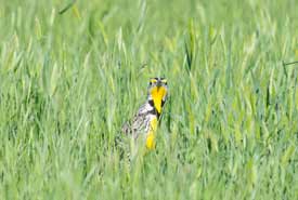 Western meadowlark