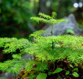 Young Spruce Tree Sq Getty Images Custom