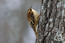 Brown creeper (Photo Steph Brulot-Sawchyn)