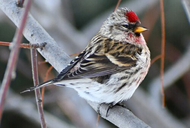 Common redpoll (Photo Kim Selbee)