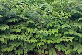 Japanese knotweed (Photo Paula Noel/NCC)
