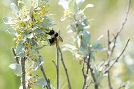 Bumble bee in prairie grasslands, SK (Photo Jason Bantle)
