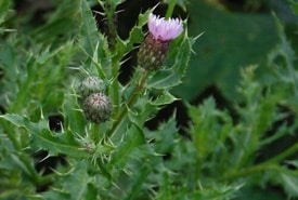 Canada Thistle
