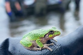 A grey tree frog, found among the phragmites and relocated (Photo Carolyn Davies/NCC)