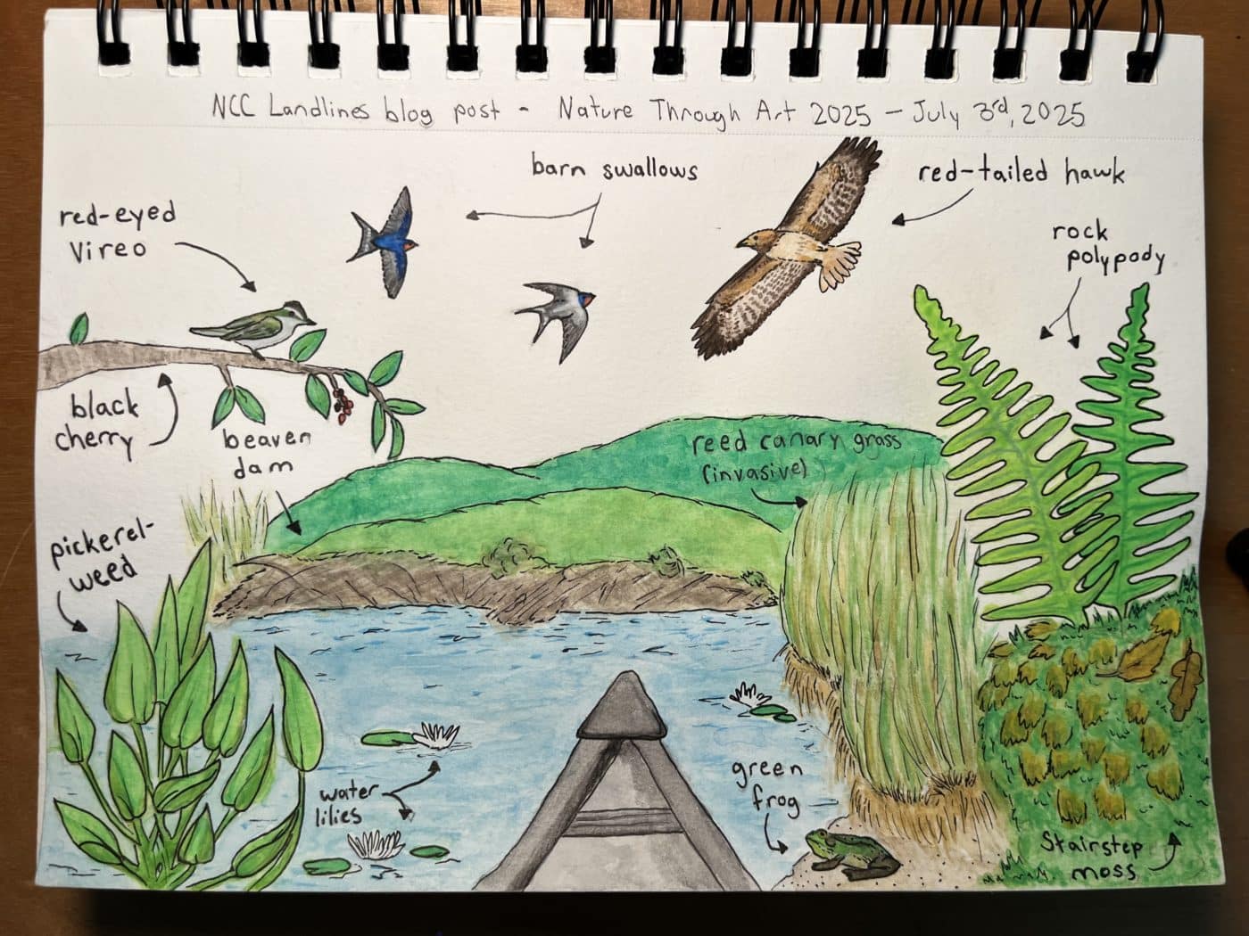 Marie-Ève Côté's artwork