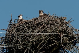 Osprey in their nest (Photo Lorne)