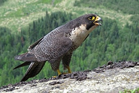 Peregrine falcon, ON (Photo Brian Ratcliff)