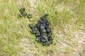 Bear scat (Photo Diana Bizecki Robson)