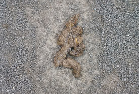 Fresh coyote scat chock full of deer hair (Photo Mark Stabb/NCC)