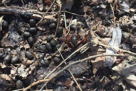White-tailed deer scat (Photo Chase Wastesicoot)