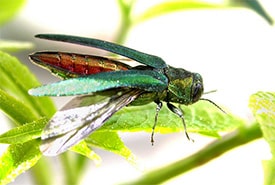 Emerald ash borer By USDA
