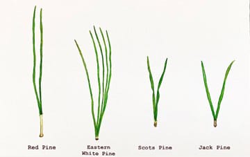 The answers to the pine needle game, L-R: Red pine, eastern white pine, Scots pine and Jack pine. (Painted by Mena Wallace)