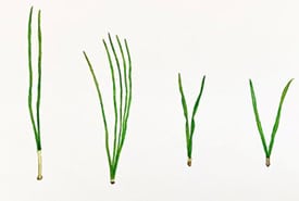 Play a game of Guess Who? with pine needles from four species (Painted by Mena Wallace)