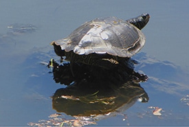 Northern map turtle (Photo D. Gordon and E. Robertson)