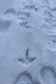 Ruffed grouse tracks (Photo freemanh98, CC BY-NC 4.0)