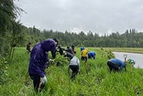 Bénévoles arrachant des mauvaises herbes sous la pluie (Photo Ocean Kveder/NCC-CNC)