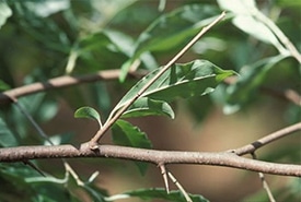 Autumn Olive Photo By James H Miller
