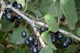 European Buckthorn Berries Helen Fabbri City Of Winnipeg Naturalist Services Branch