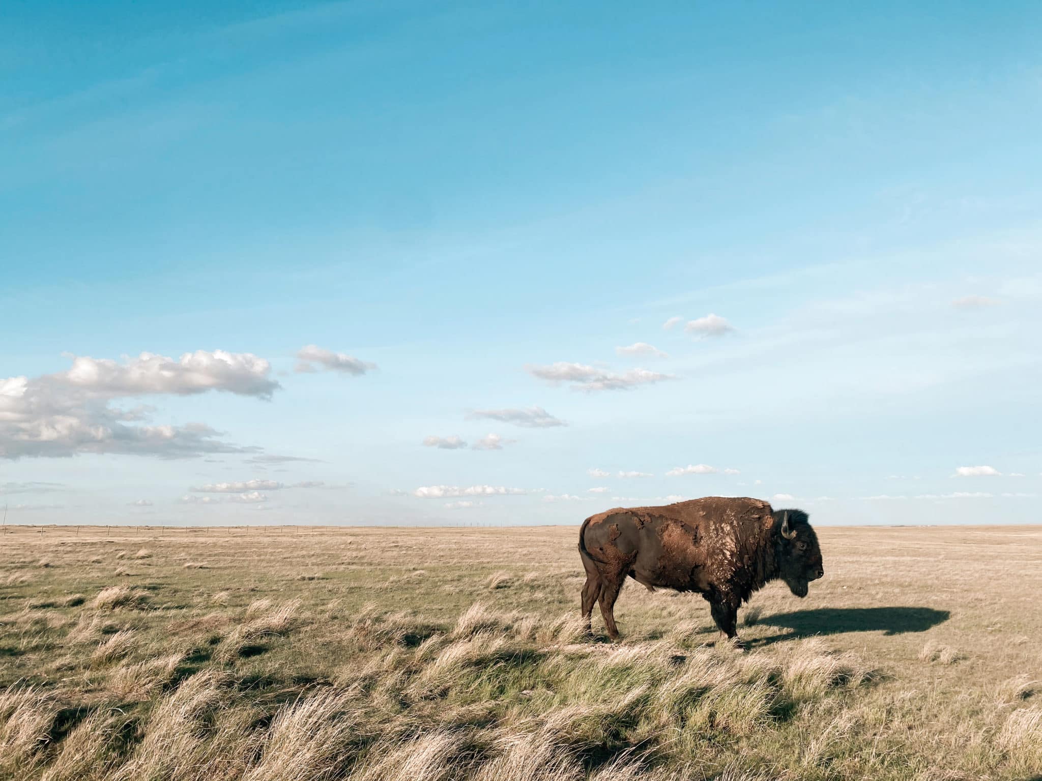 Bison at Old Man on His Back Prairie and Heritage Conservation Area (OMB), SK (Photo: Brielle Reidlinger)