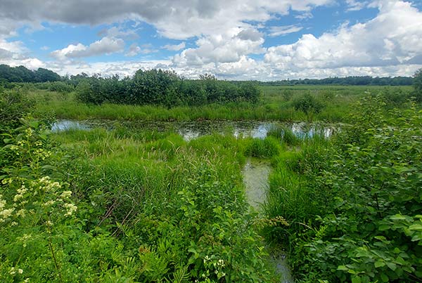 Lincoln Wetland, NB (Photo: Mike Sinclaire)