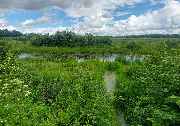 Lincoln Wetland, NB (Photo: Mike Sinclaire)