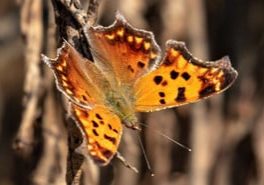 Photo: Mhairi McFarlane