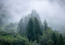 Forêt tempérée brumeuse, Incomappleux, C.-B. (Photo Paul Zizka)